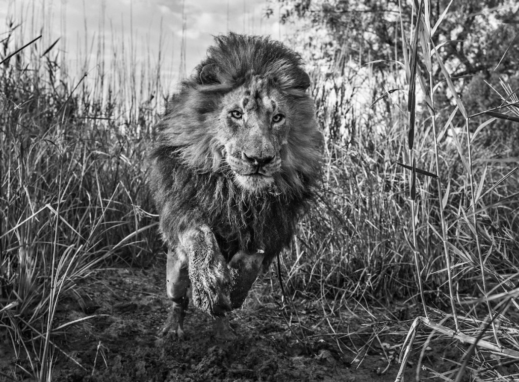 Picture 11 of Beautiful black and white photos of the wildlife world