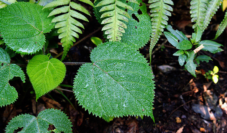 Picture 2 of Beautiful but extremely poisonous plants - light touches also make you