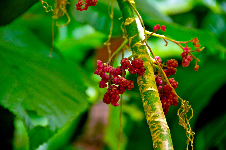 Picture 4 of Beautiful but extremely poisonous plants - light touches also make you