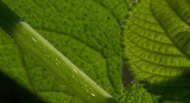 Picture 5 of Beautiful but extremely poisonous plants - light touches also make you