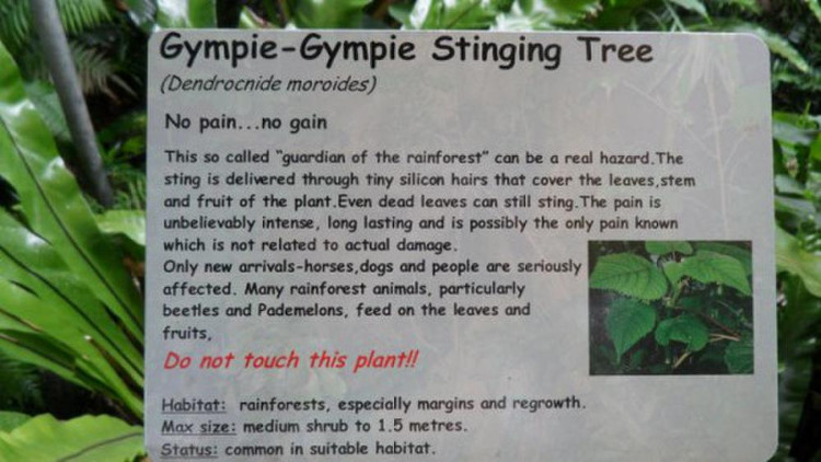 Picture 6 of Beautiful but extremely poisonous plants - light touches also make you