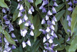 Picture 10 of Beautiful but poisonous flowers
