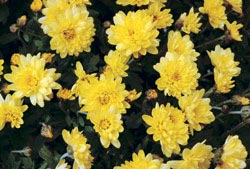 Picture 5 of Beautiful but poisonous flowers