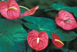 Picture 6 of Beautiful but poisonous flowers