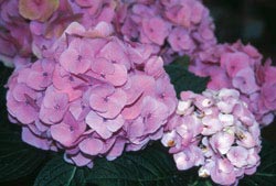 Picture 8 of Beautiful but poisonous flowers