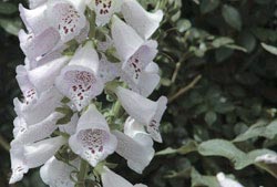 Picture 9 of Beautiful but poisonous flowers