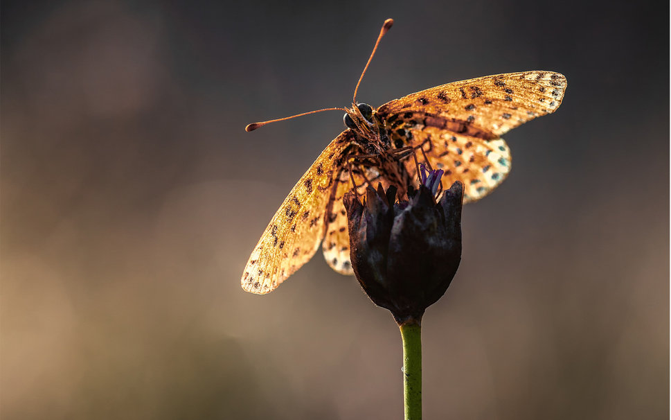 Picture 10 of Beautiful butterflies