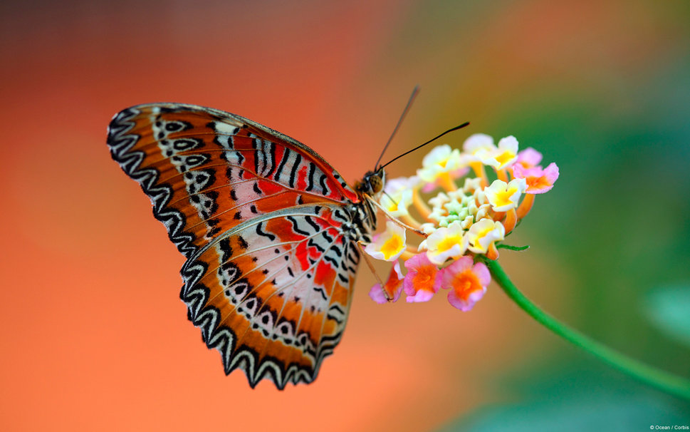 Picture 11 of Beautiful butterflies