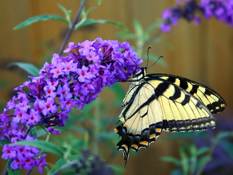 Picture 12 of Beautiful butterflies