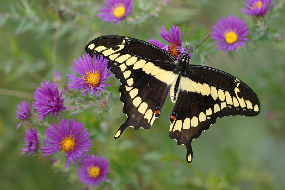 Picture 13 of Beautiful butterflies