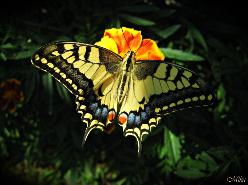 Picture 14 of Beautiful butterflies