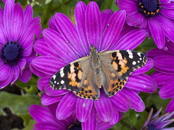 Picture 15 of Beautiful butterflies