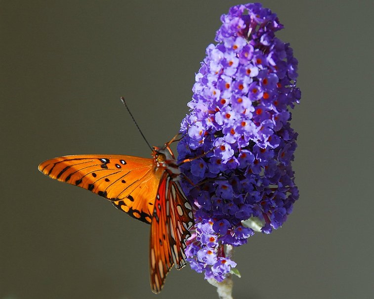Picture 16 of Beautiful butterflies