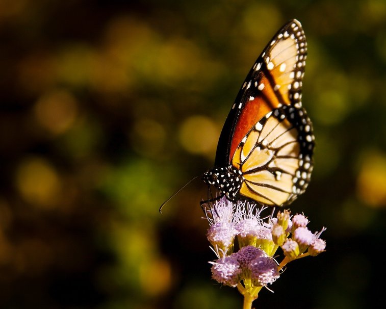 Picture 17 of Beautiful butterflies