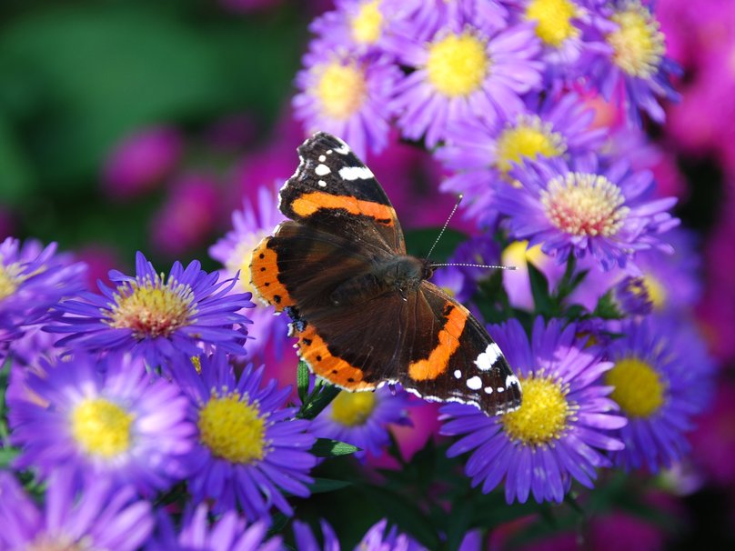 Picture 18 of Beautiful butterflies