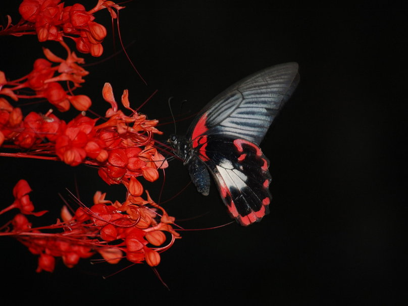 Picture 19 of Beautiful butterflies