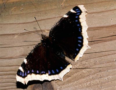 Picture 7 of Beautiful butterflies