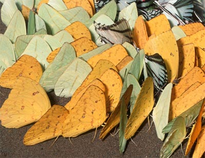 Picture 8 of Beautiful butterflies