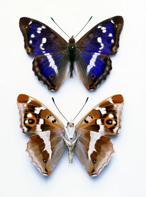 Picture 9 of Beautiful butterflies