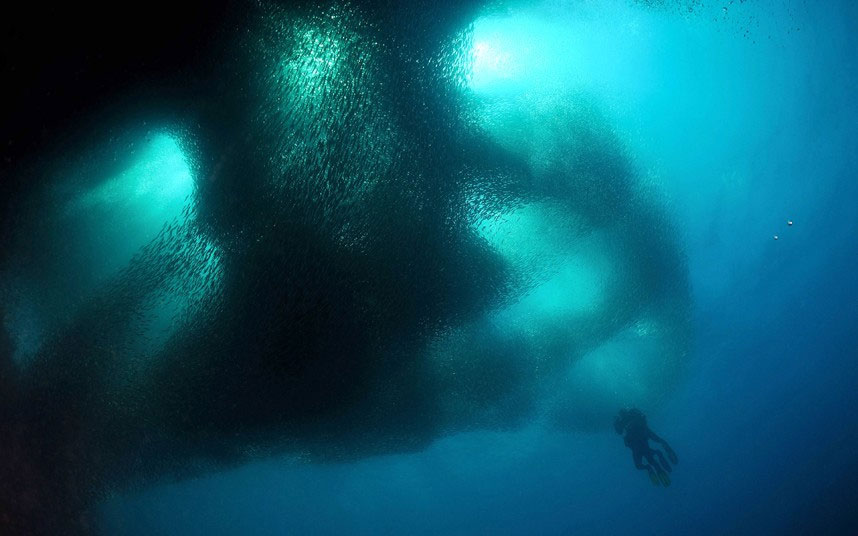 Picture 3 of Beautiful 'dance' of sardines in the ocean