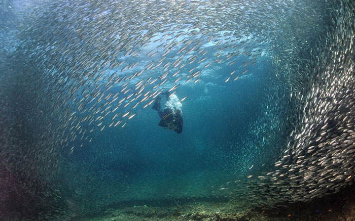 Picture 5 of Beautiful 'dance' of sardines in the ocean