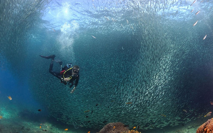 Picture 6 of Beautiful 'dance' of sardines in the ocean