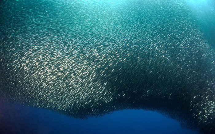 Picture 8 of Beautiful 'dance' of sardines in the ocean