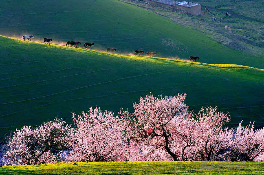 Picture 10 of Beautiful fairy scenery in the apricot valley in Xinjiang