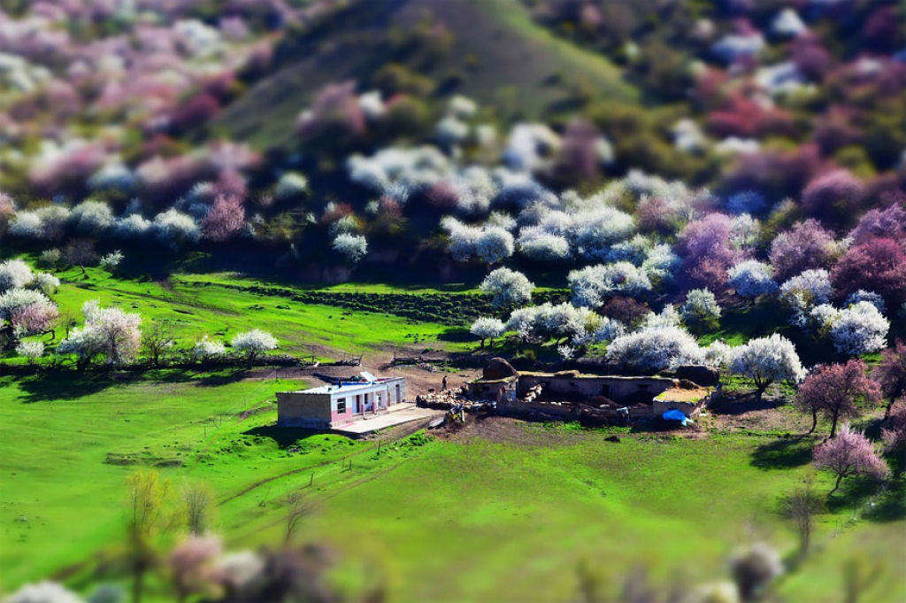 Picture 11 of Beautiful fairy scenery in the apricot valley in Xinjiang