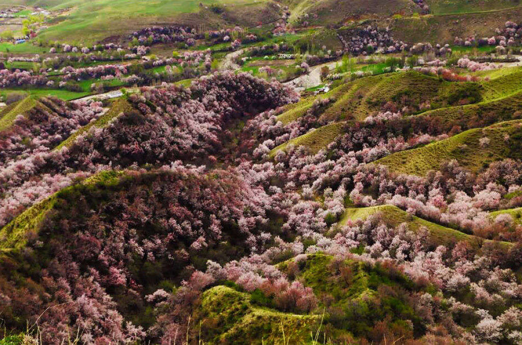 Picture 12 of Beautiful fairy scenery in the apricot valley in Xinjiang