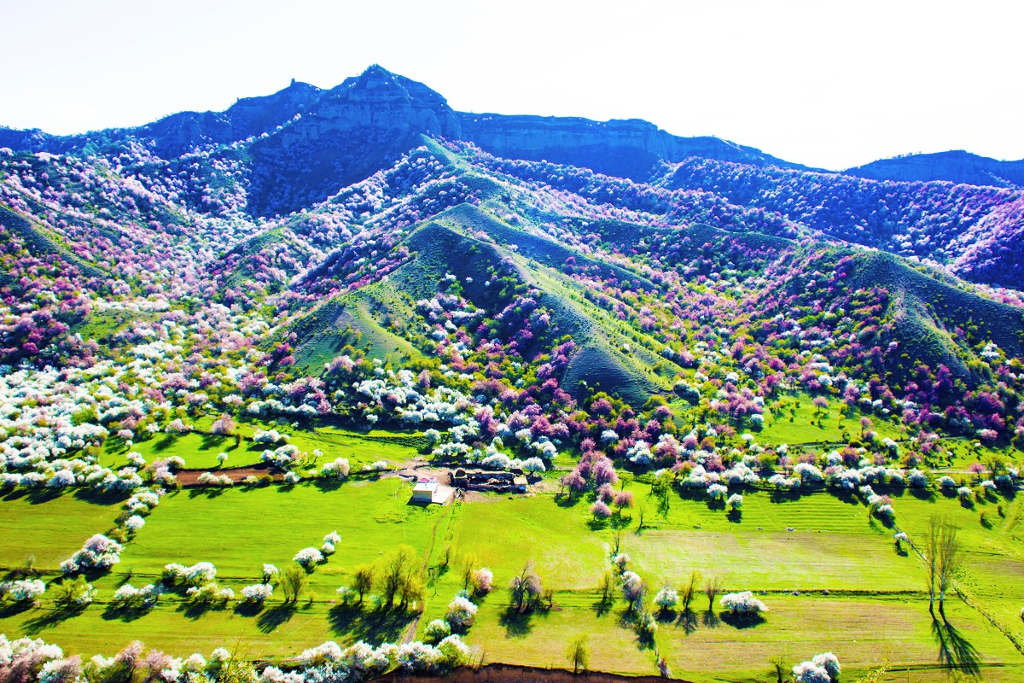 Picture 13 of Beautiful fairy scenery in the apricot valley in Xinjiang