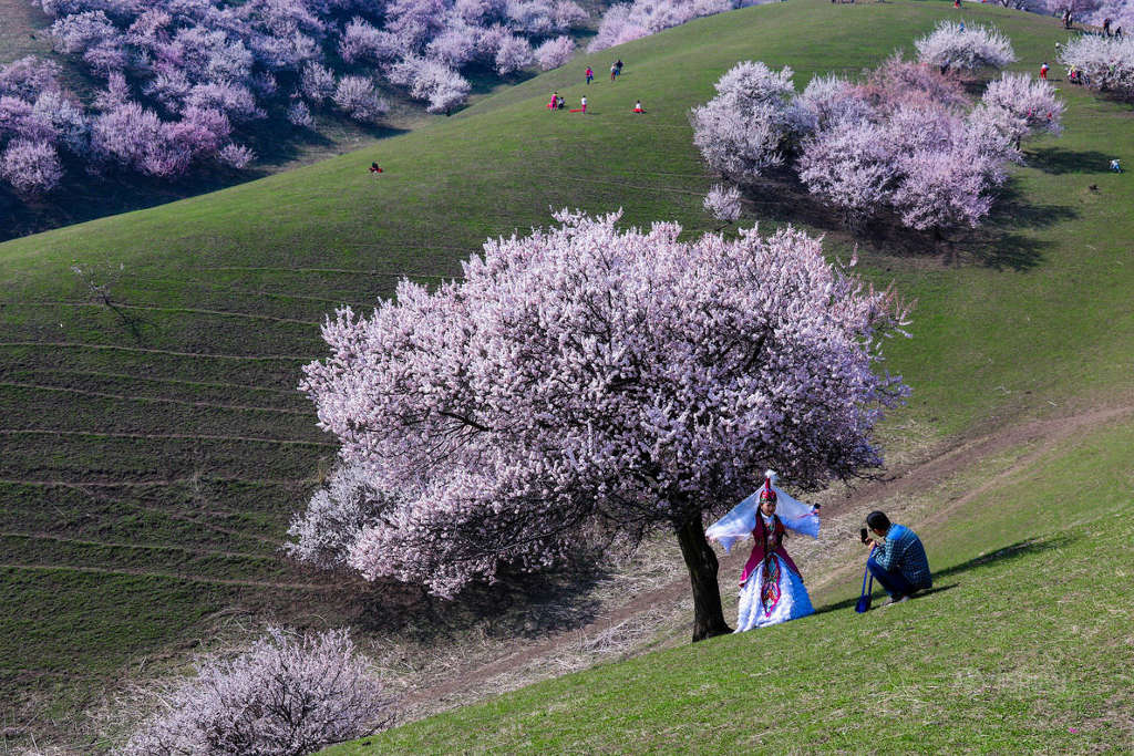 Picture 7 of Beautiful fairy scenery in the apricot valley in Xinjiang