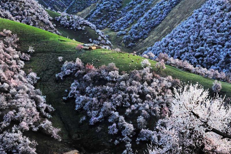Picture 8 of Beautiful fairy scenery in the apricot valley in Xinjiang