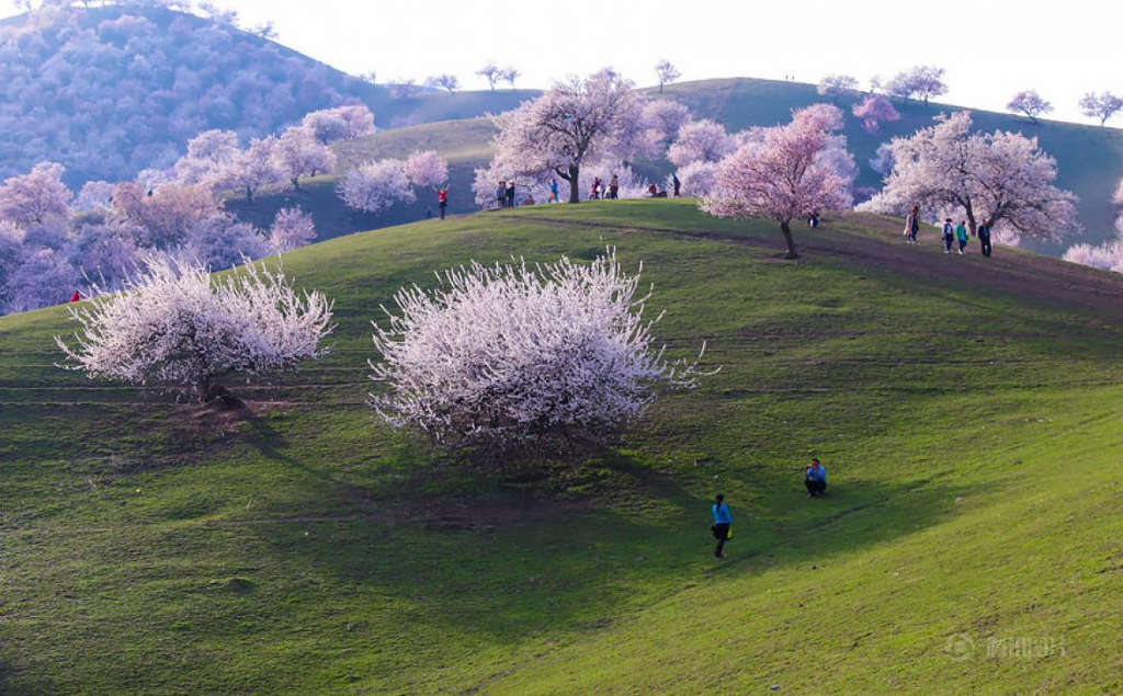 Picture 9 of Beautiful fairy scenery in the apricot valley in Xinjiang