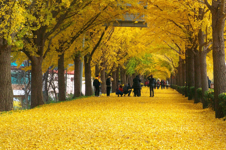 Picture 1 of Beautiful fan tree road as in the movie in Korea