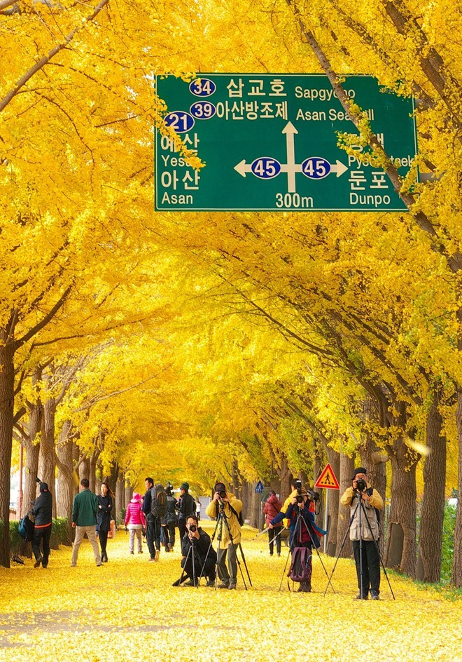 Picture 2 of Beautiful fan tree road as in the movie in Korea