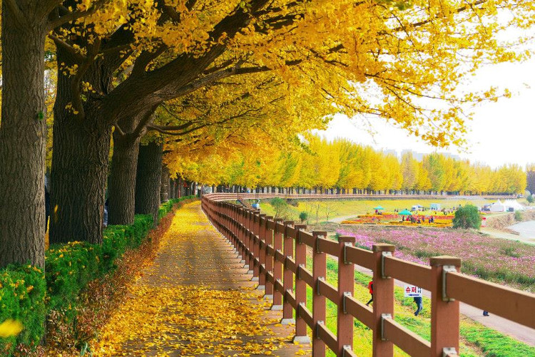 Picture 3 of Beautiful fan tree road as in the movie in Korea