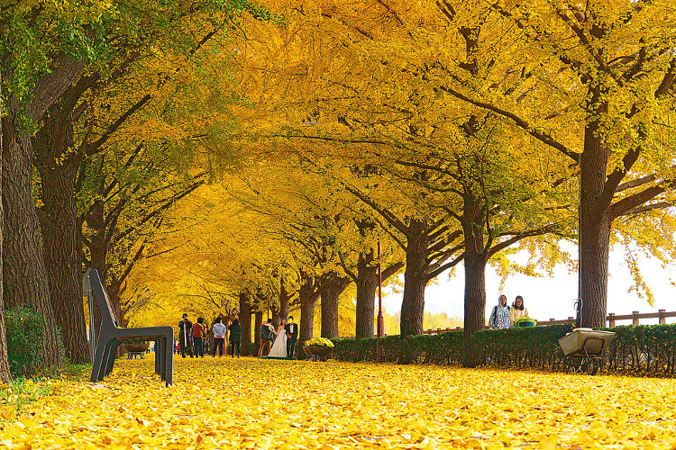 Picture 4 of Beautiful fan tree road as in the movie in Korea
