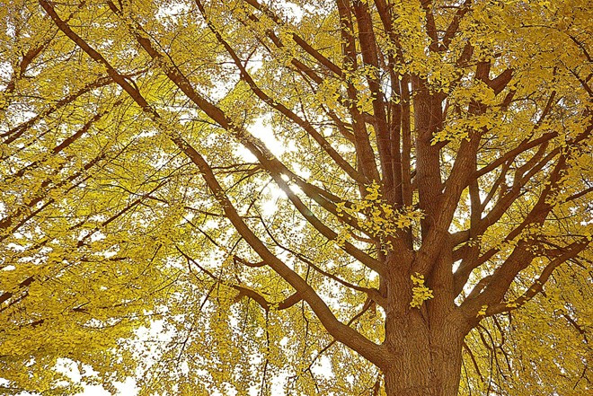 Picture 5 of Beautiful fan tree road as in the movie in Korea