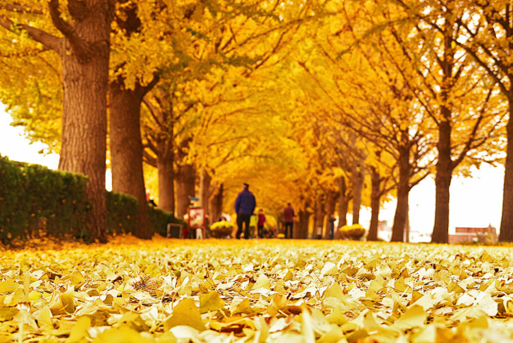 Picture 6 of Beautiful fan tree road as in the movie in Korea