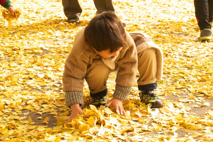 Picture 7 of Beautiful fan tree road as in the movie in Korea