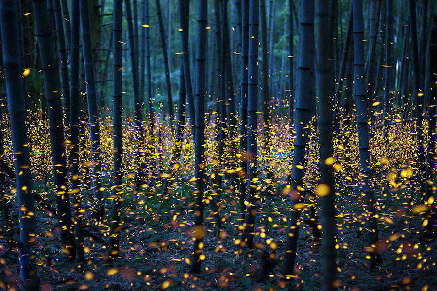 Beautiful fireflies forest enchanting in Japan