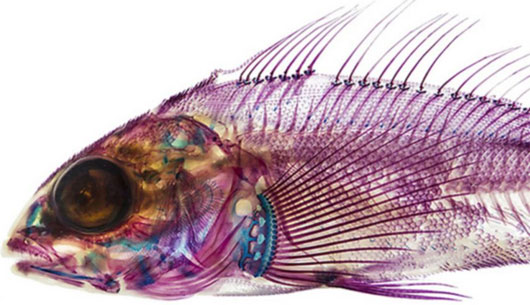 Picture 1 of Beautiful fish sparkling thanks to bleaching and coloring