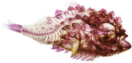 Picture 3 of Beautiful fish sparkling thanks to bleaching and coloring