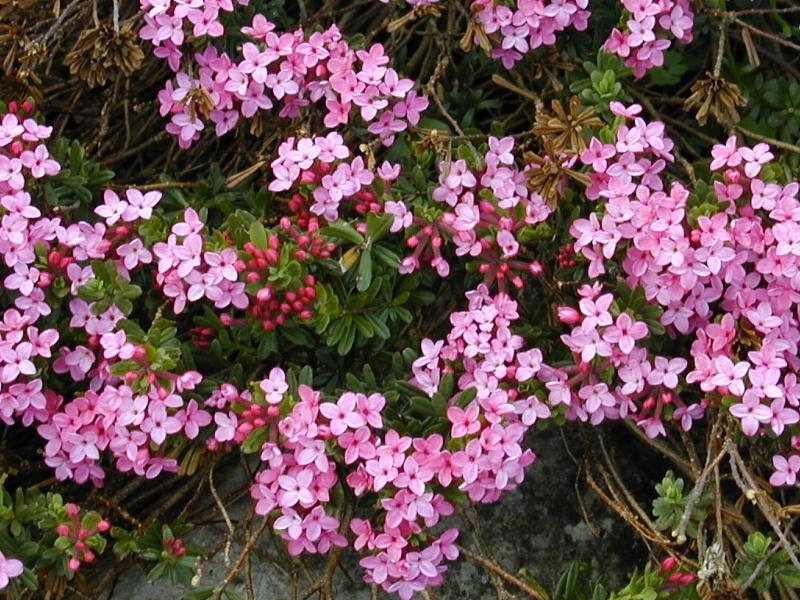 Picture 10 of Beautiful flowers have deadly poisonous drama