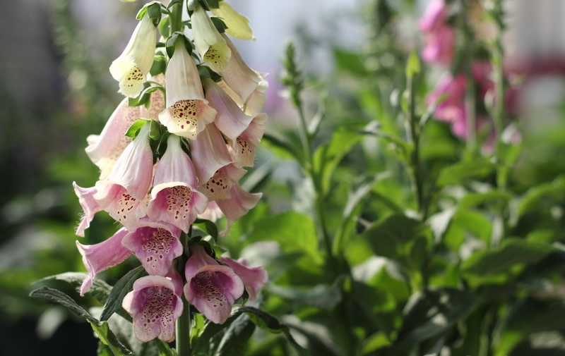 Picture 11 of Beautiful flowers have deadly poisonous drama