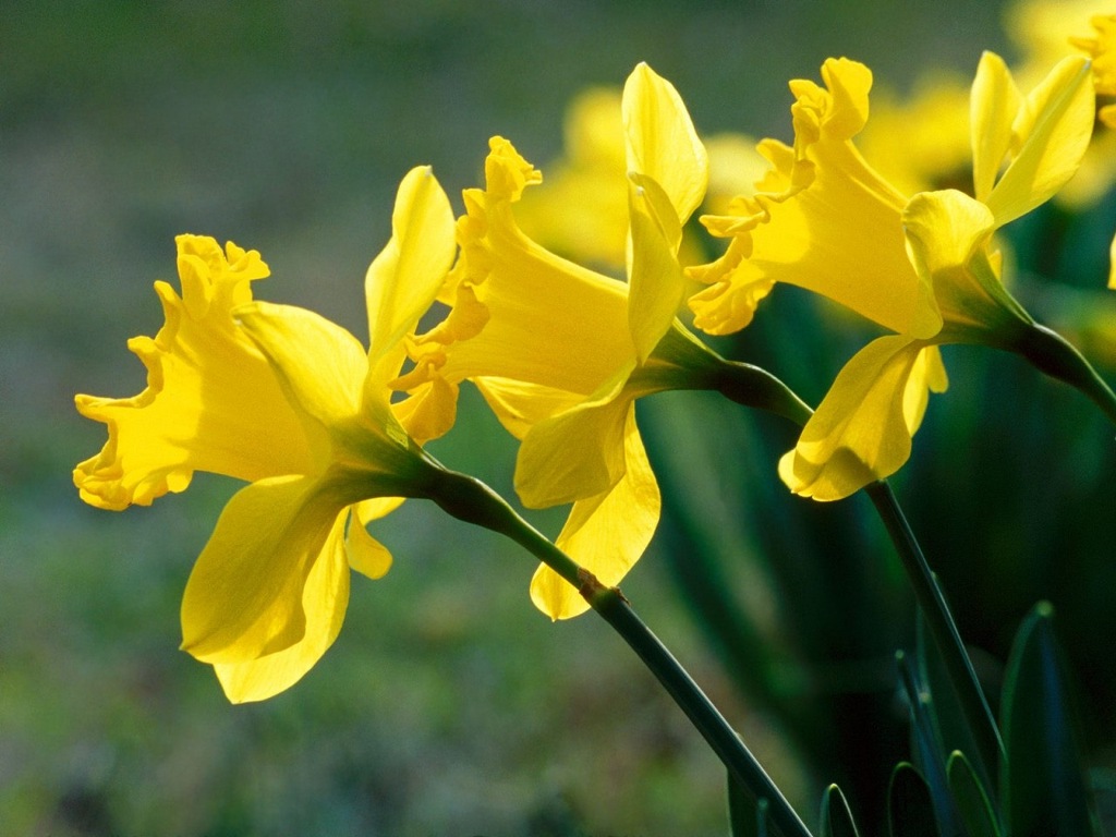 Picture 15 of Beautiful flowers have deadly poisonous drama