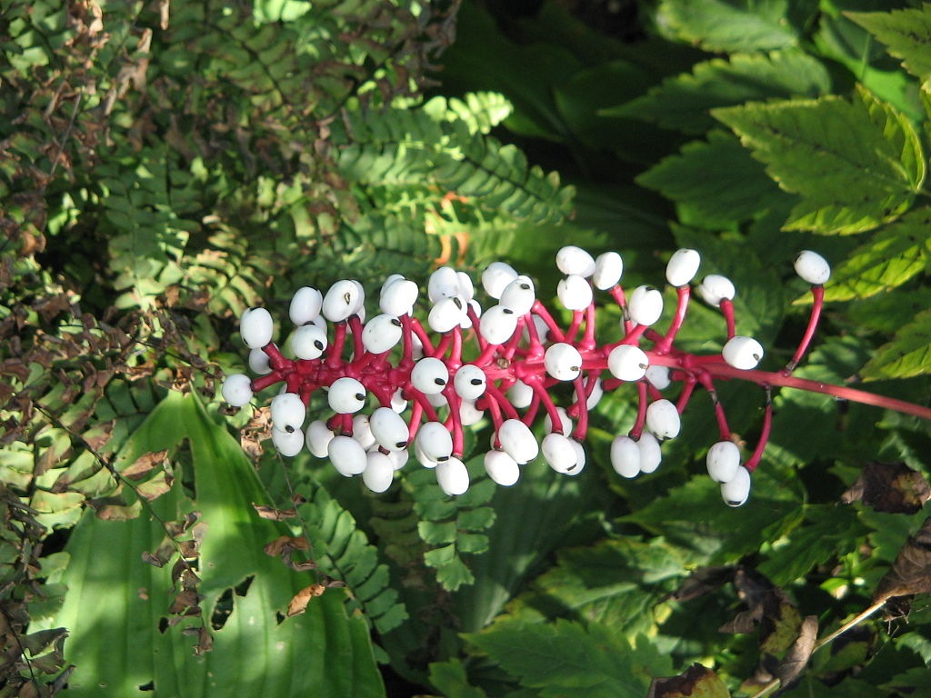 Picture 16 of Beautiful flowers have deadly poisonous drama