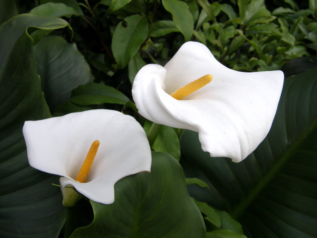 Picture 5 of Beautiful flowers have deadly poisonous drama