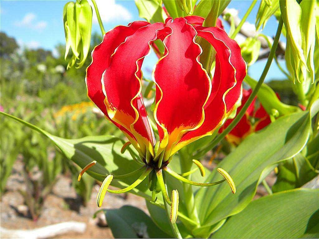 Picture 8 of Beautiful flowers have deadly poisonous drama